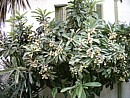 Mespila - or loquats - growing in Cyprus