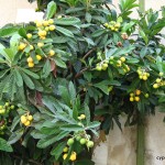 mespila - or loquats - growing in Cyprus