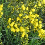 Yellow flowers in Cyprus in spring