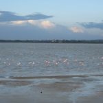 flamingoes over one of the Salt Lakes, typical of Cyprus in November 